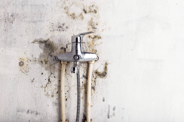 Best Emergency Mold Removal  in Oakland, MO