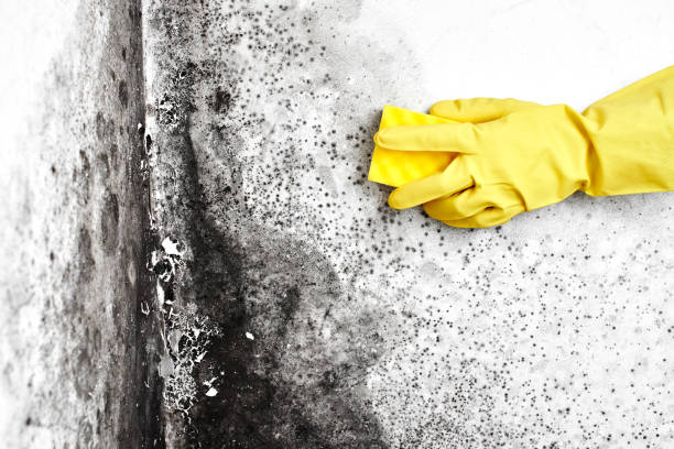 Best Emergency Mold Removal  in Oakland, MO