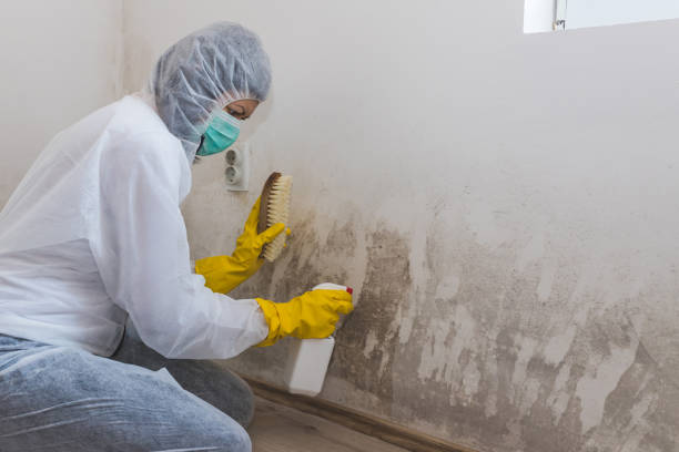 Best Certified Mold Removal  in Oakland, MO