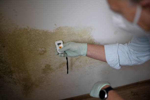 Mold Removal and Inspection in Oakland, MO