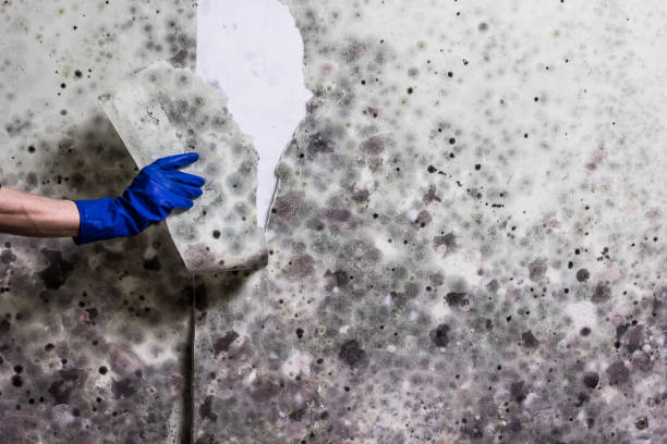 Best Mold Removal and Inspection  in Oakland, MO