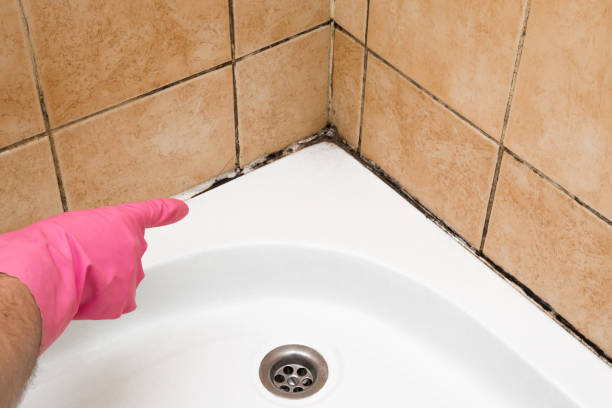 Mold Removal Process in Oakland, MO